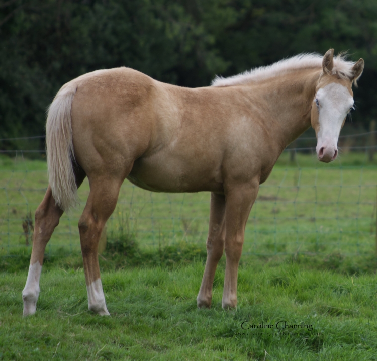 Channing Quarter Horses